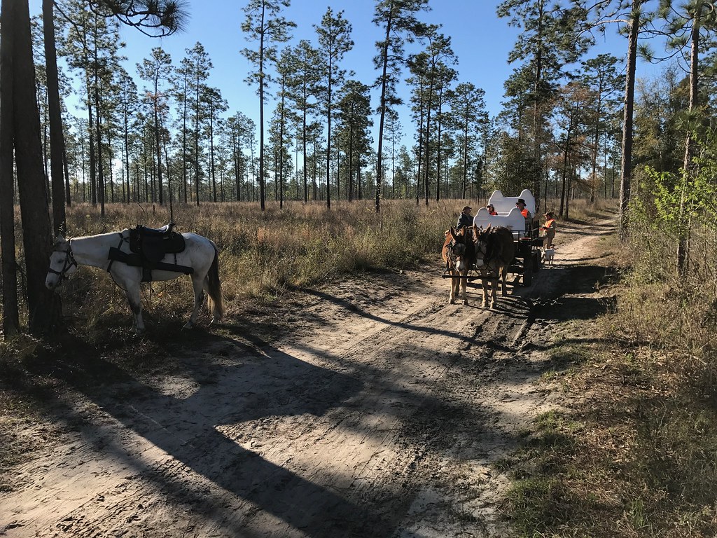 Traditional Quail Hunt Family Expeditions