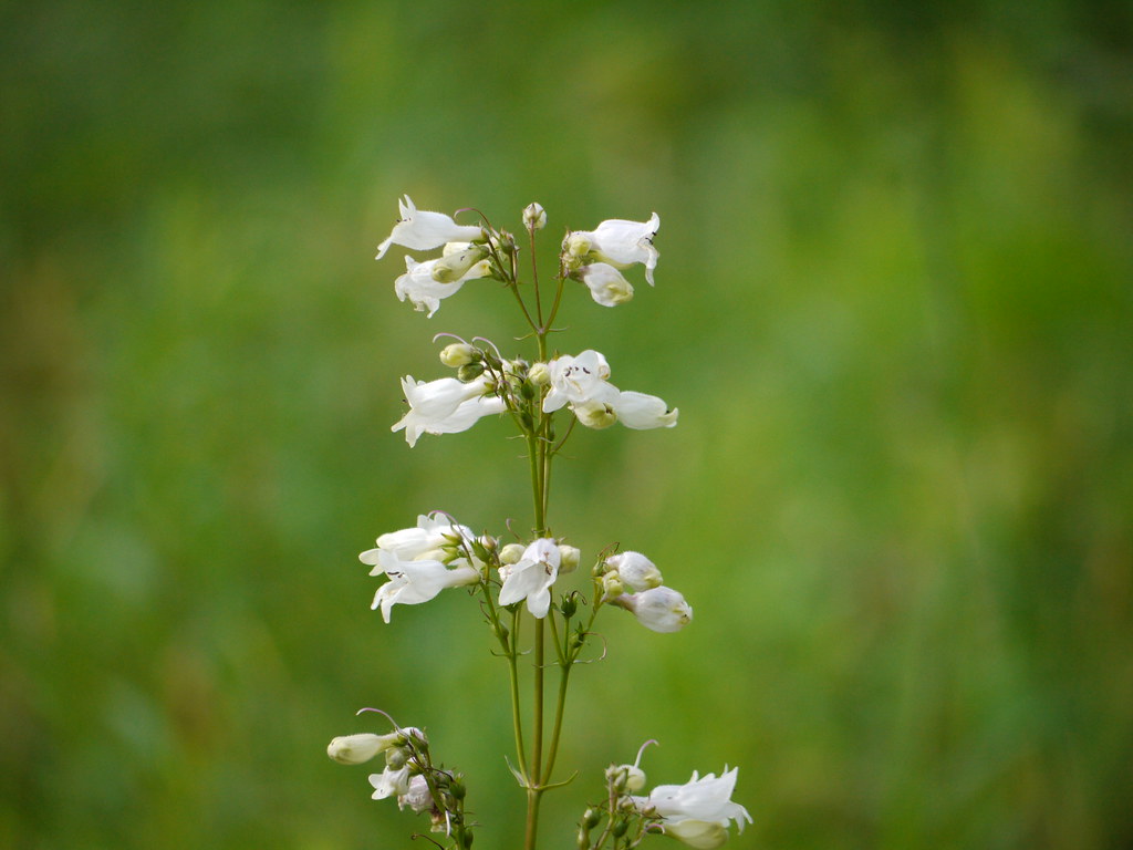 little white bell flowers Keith Survell Flickr