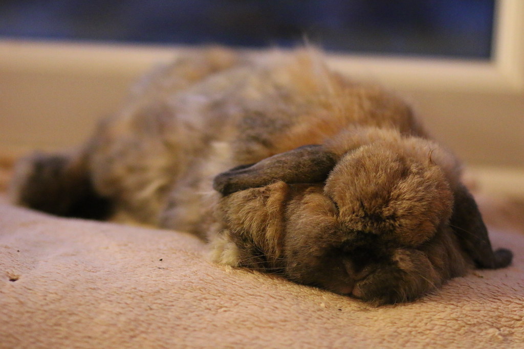 Rabbit Rest Time Just chillin' … Flat rabbit sleeps it off… Mark