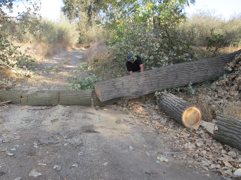 Tree Removal Removing a fallen tree blocking the road to a… Flickr