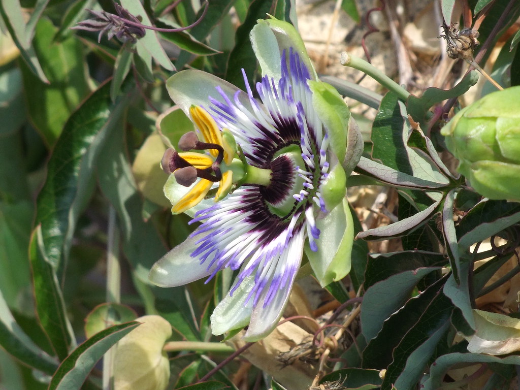 Passion flower Not yet fruiting, but it will cyclingshepherd
