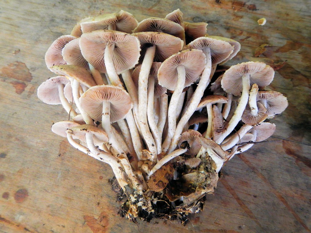 Hongos, Huauchinango, Puebla misha Luna Flickr