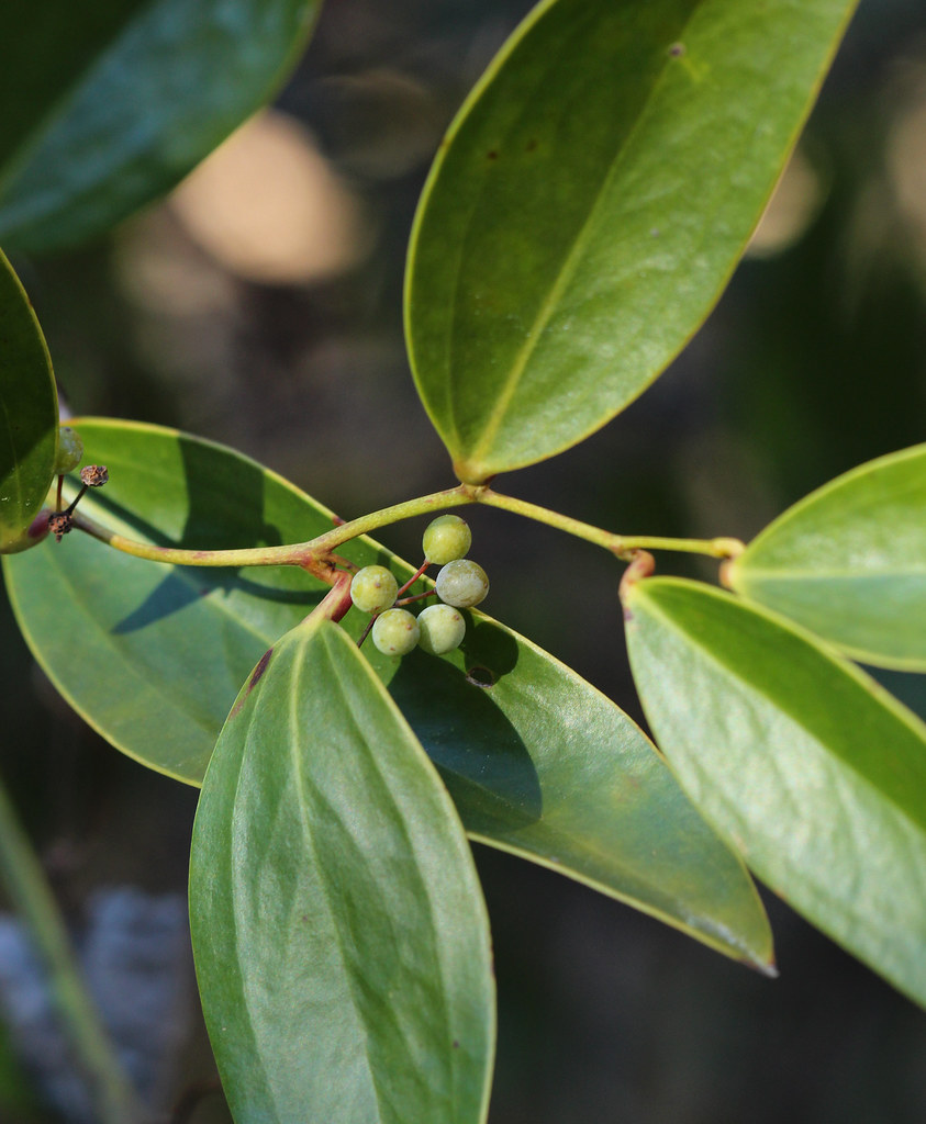 Laurel Greenbrier Laurel Greenbrier (Smilax laurifolia) is… Flickr