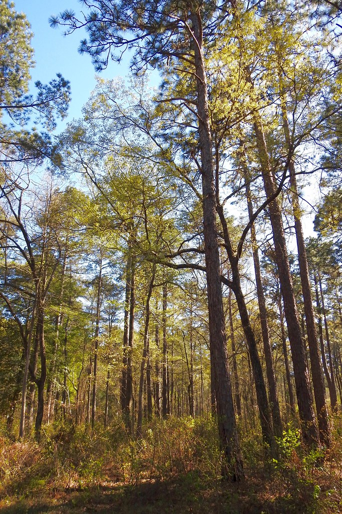 Rd. 273 habitat shot for eBird list Van Remsen Flickr