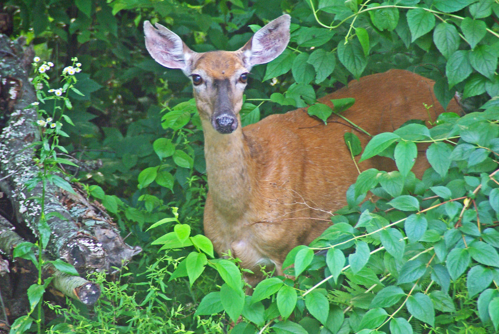 Deer Curiosity My yard, although only 2/3 acre, is surroun… Flickr