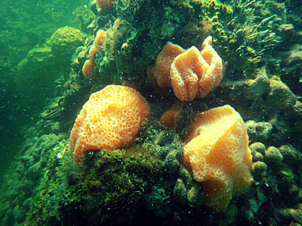 Colonial Tunicates Ft. Dade Rocks Reef Egmont Key, Florida