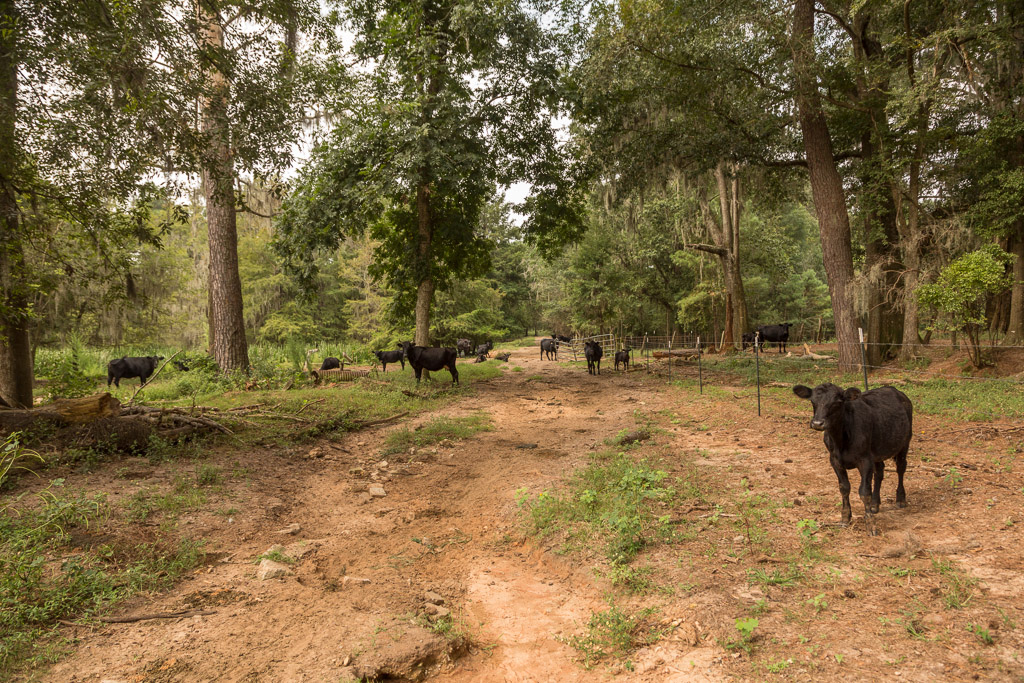 Wooten Farms, Dougherty County Wooten Farms in Dougherty C… Flickr