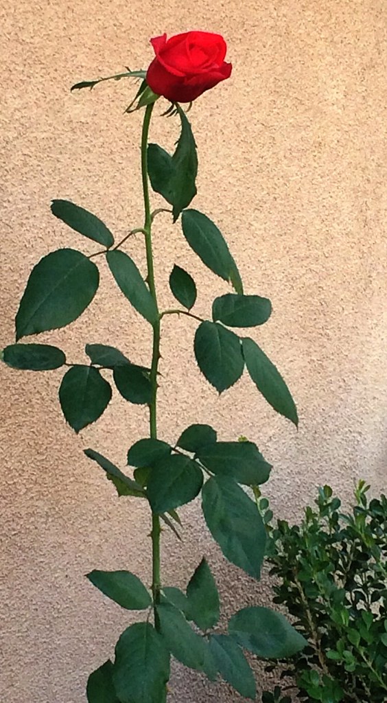 One long stem rose. miheco Flickr