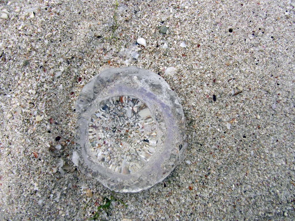 Jellyfish lens Saleh