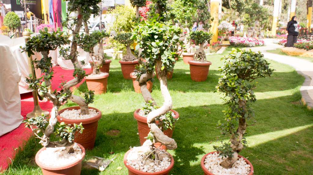 Bosnai trees at Egypt's Spring Flowers show 2017 Bonsai tr… Flickr