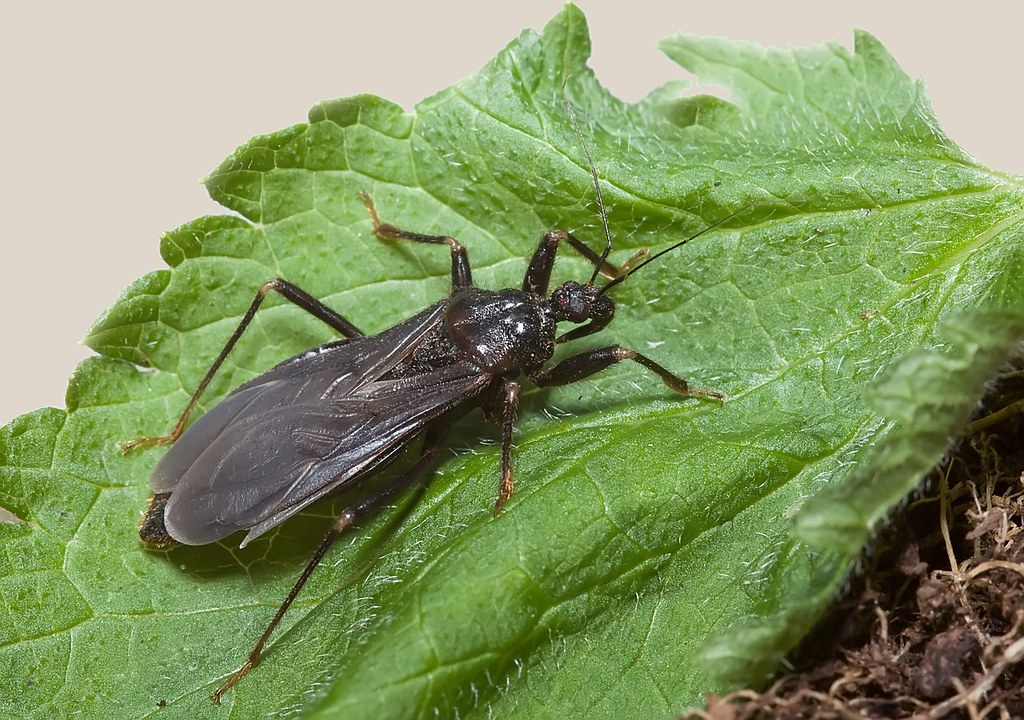 Reduvius personatus the Masked Hunter Assassin Bug Flickr