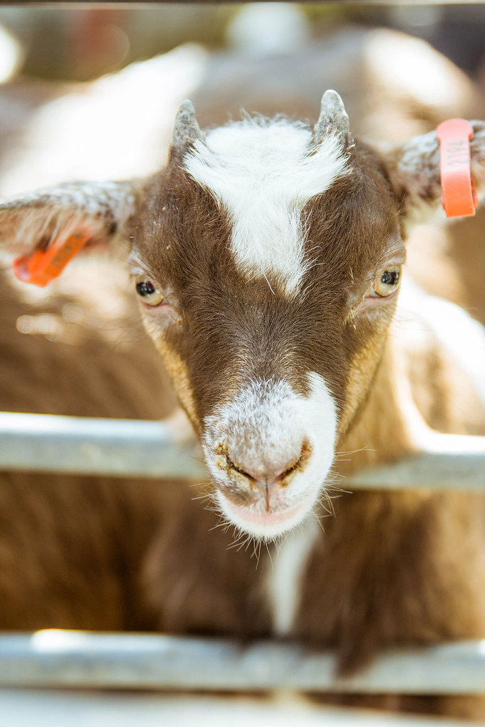 Mead Open Farm Party www.songbirdphotography.co.uk Justine Skinner