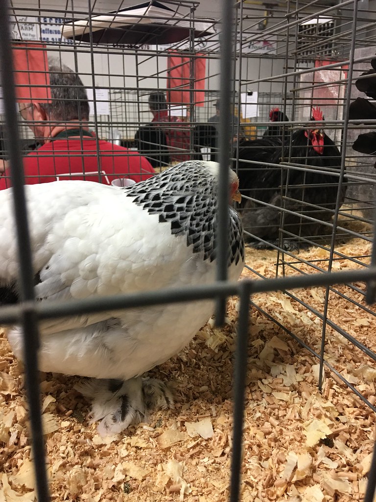 Northeast poultry show Jefferson, GA January 2017 Flickr