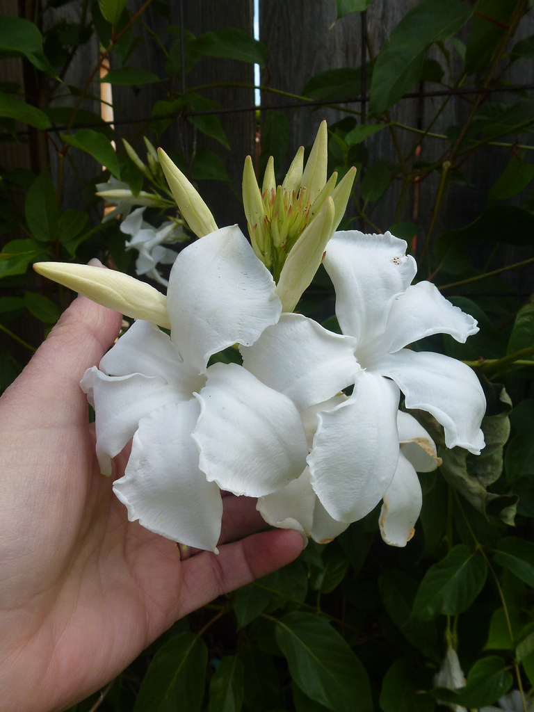 Mandevilla laxa ( fragrant!) Annie's Annuals & Perennials Flickr