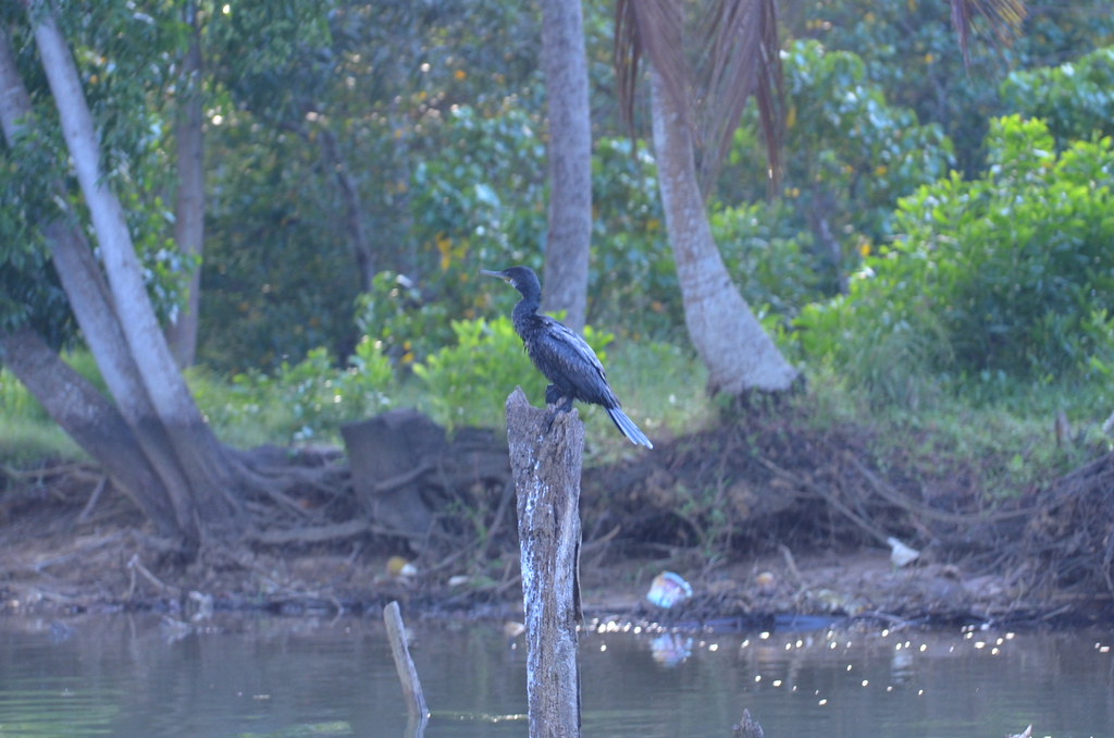 Cormorant Poovar Kerala South India ArulSelvan Dharmalingam Flickr