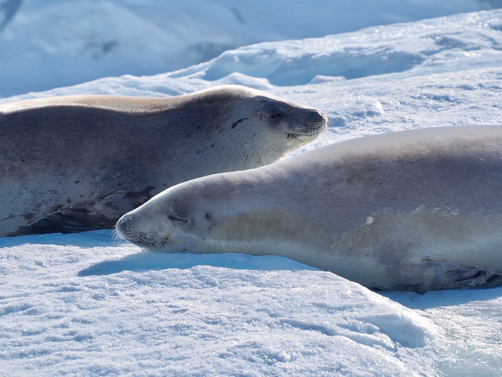 Crab Eating Seals, Paradise Bay, Antarctica. Jane Fagan Flickr