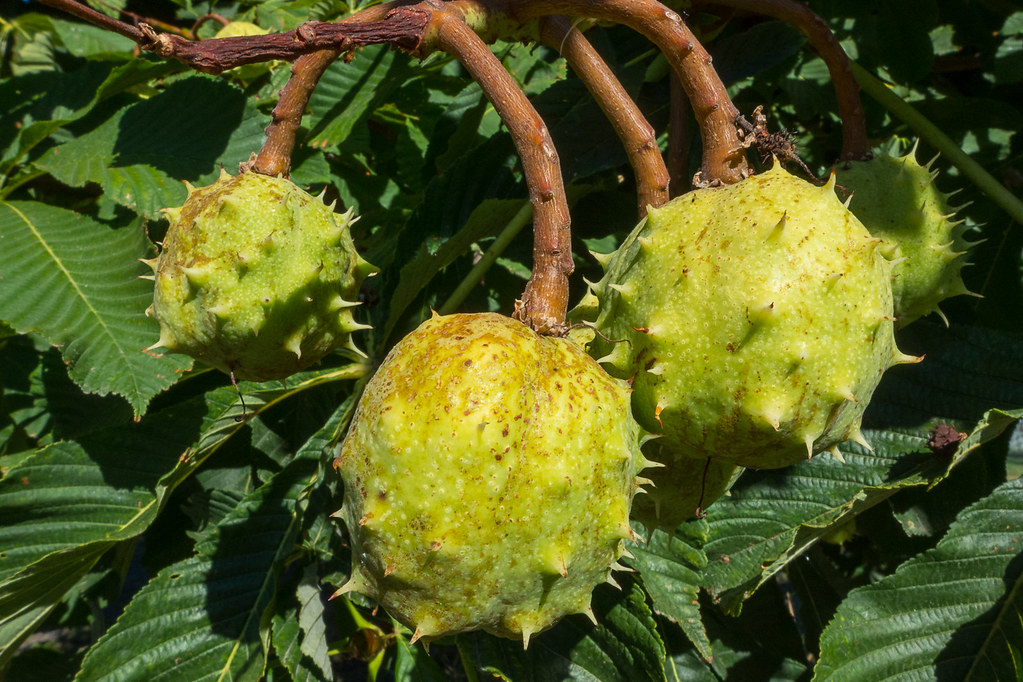 Spiky Weird spiky mace fruits growing on a tree in town. Ed