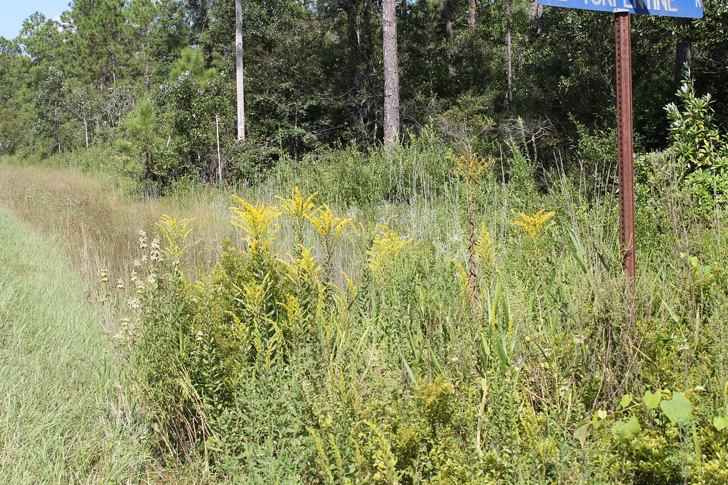 SCR_S1_J154_09122013 goldenrod (Solidago) and bee balm (… Flickr