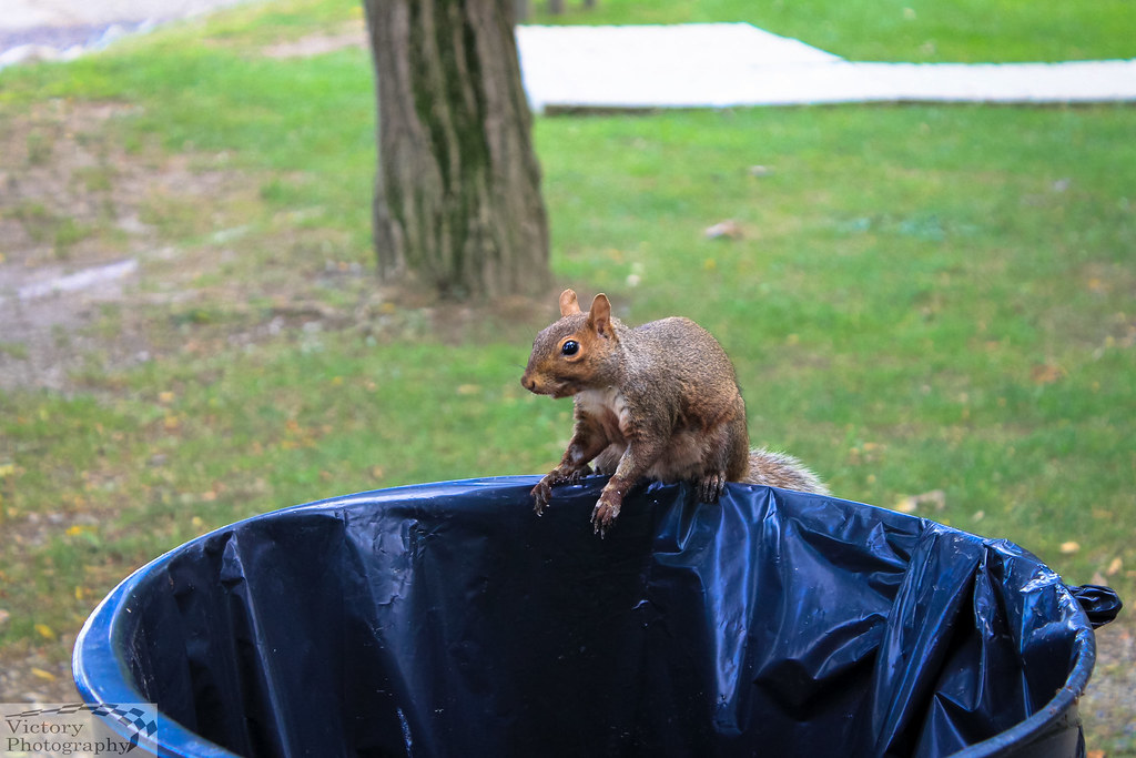 First Day of Fall Kowawese Unique Area at Plum Point New W… Flickr
