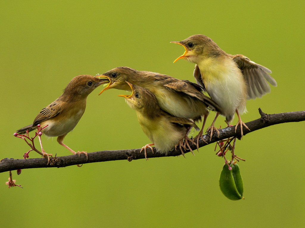 Fascistic Exilis Burung Cici Merah / Goldenheaded