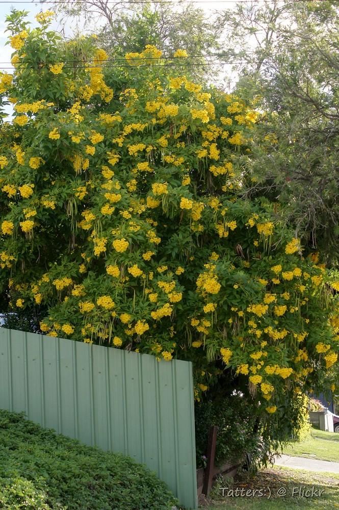 stans 'Yellow Trumpet bush' stans 'Yello… Flickr