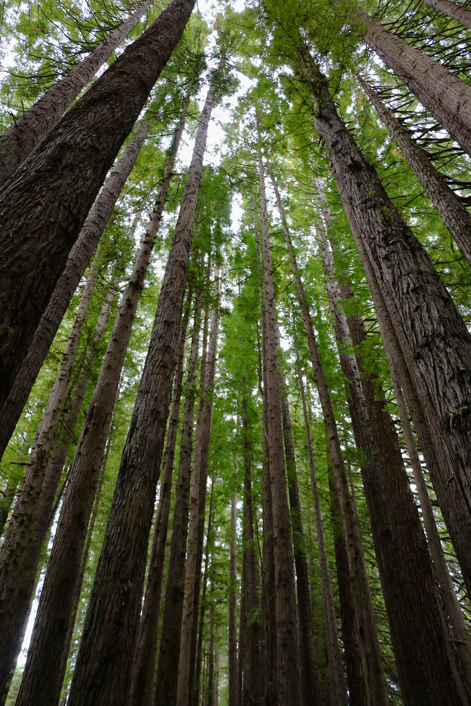 Californian Redwoods, Otways gamozzie Flickr