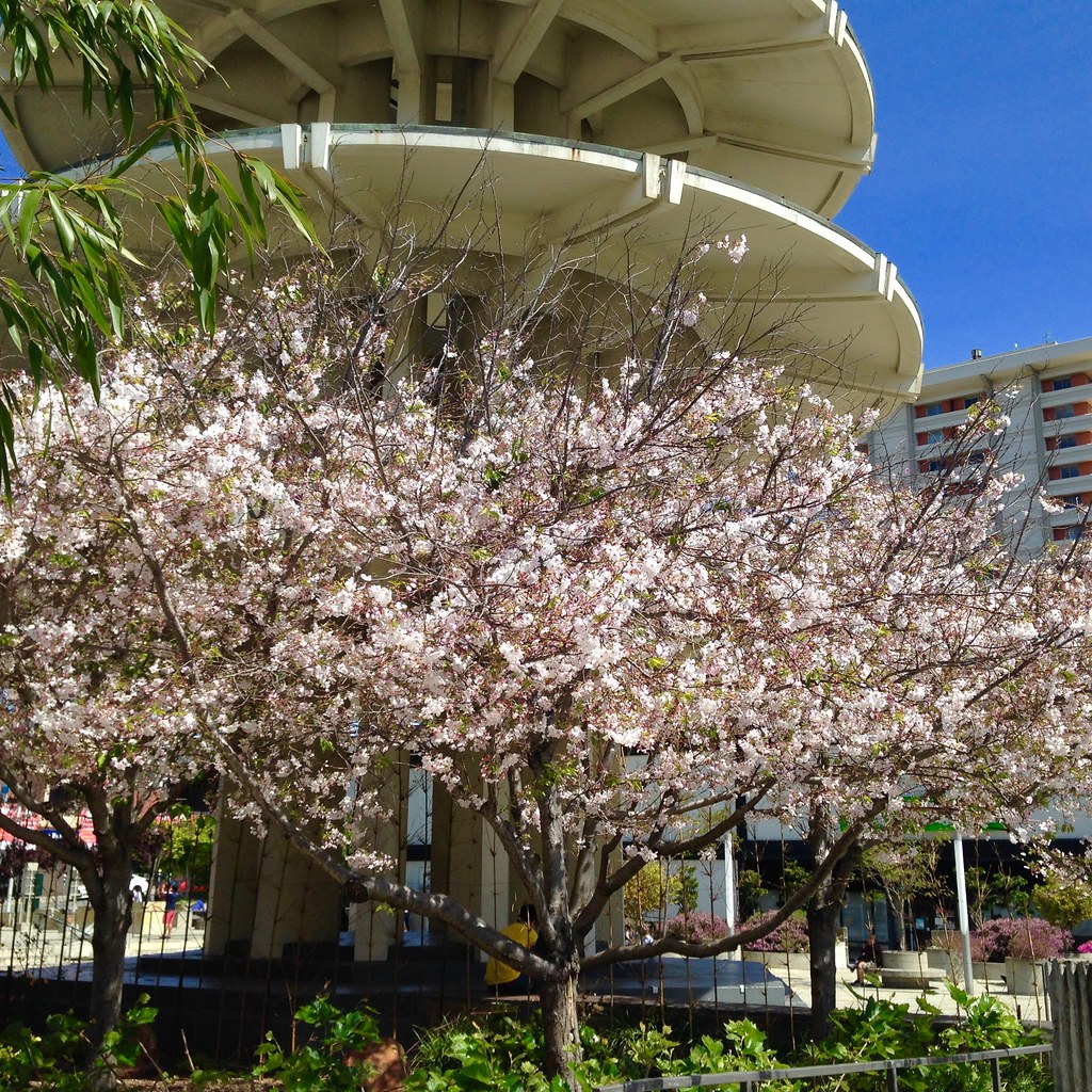 Cherry Blossom Time in Japantown, San Francisco. The bloom… Flickr