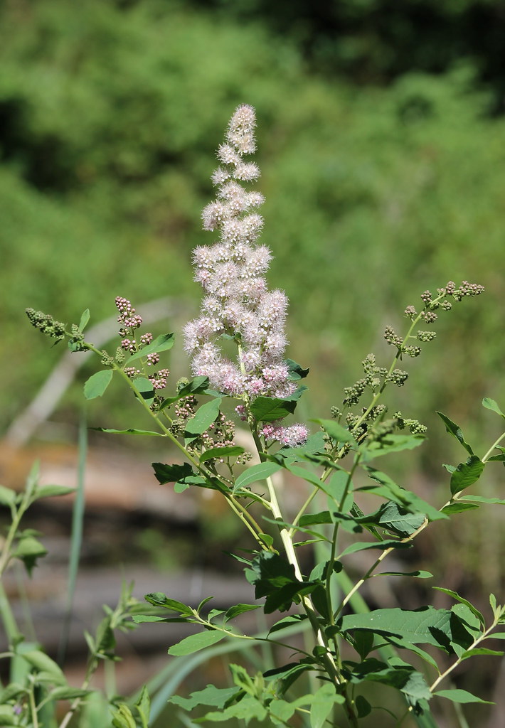 IMG_8196 Rose Spirea Spiraea douglasii a photo on Flickriver