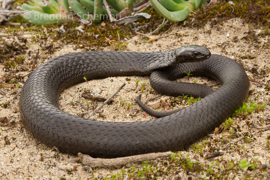 Peninsula Tiger Snake (Notechis scutatus niger) Yorke Peni… Brendan