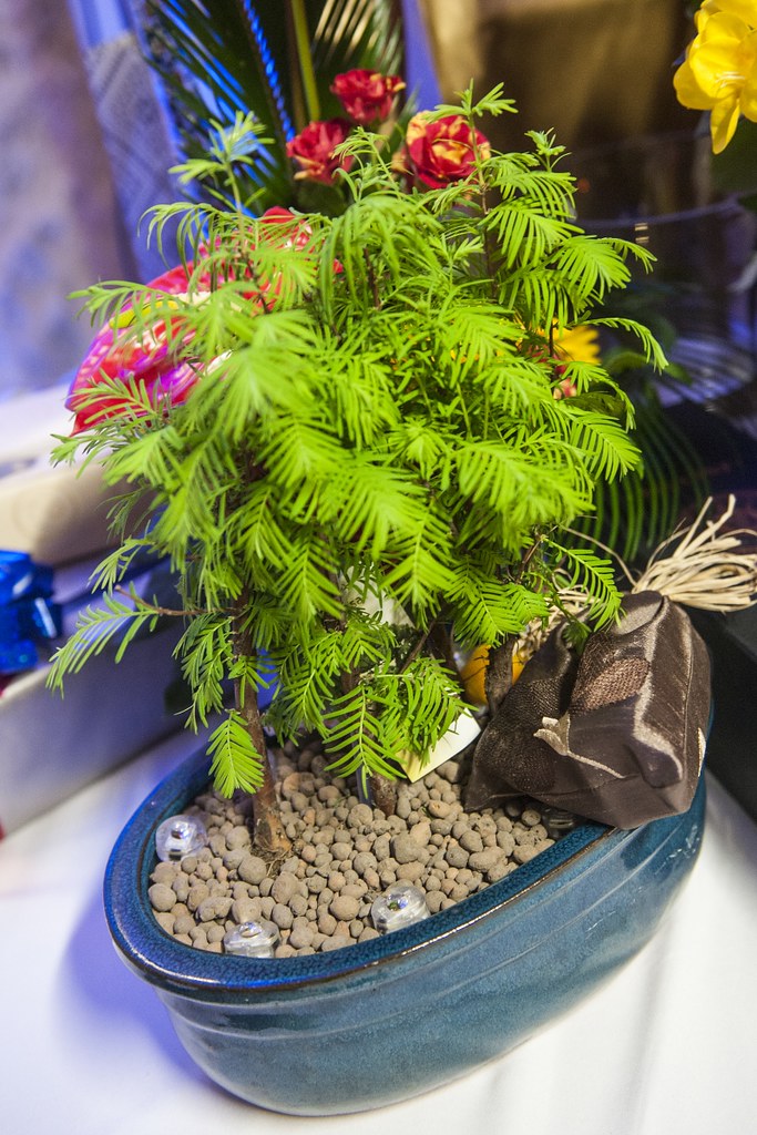 _JAK1259 Salome Auto Flickr