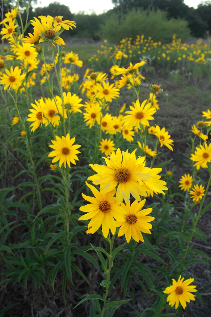Maximilian Sunflowers helianthus maximiliani_BCHP_Travis_T… Flickr