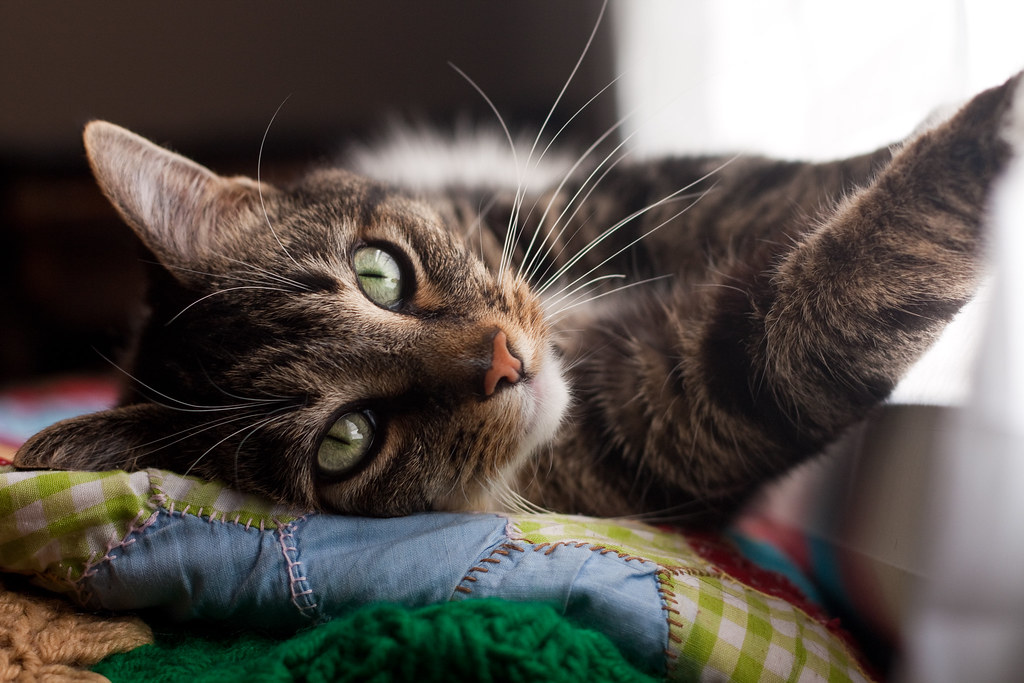 Window Love Cats love windows. tara photographer Flickr