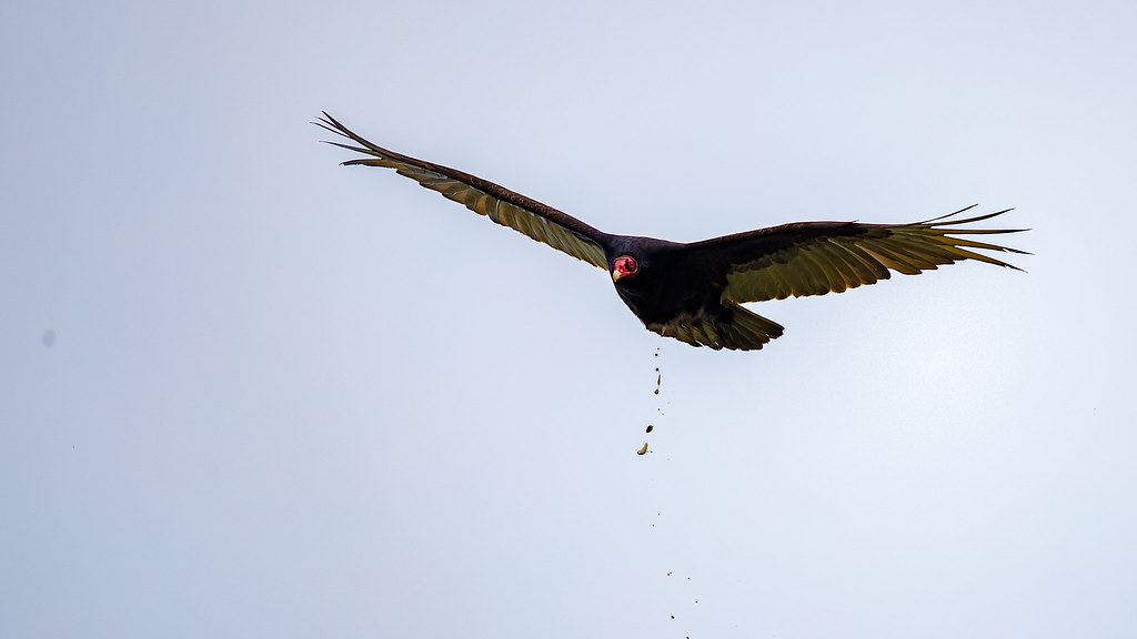 Turkey_Vulture Poop In Action sandeep m.n. Flickr