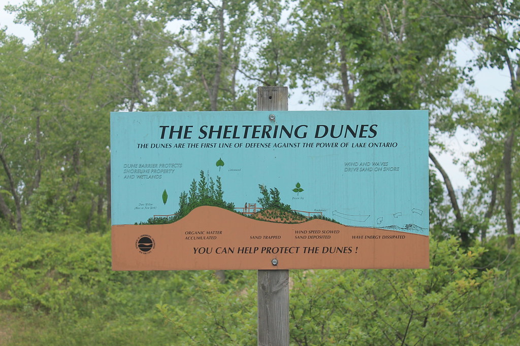 About the Dunes Flickr