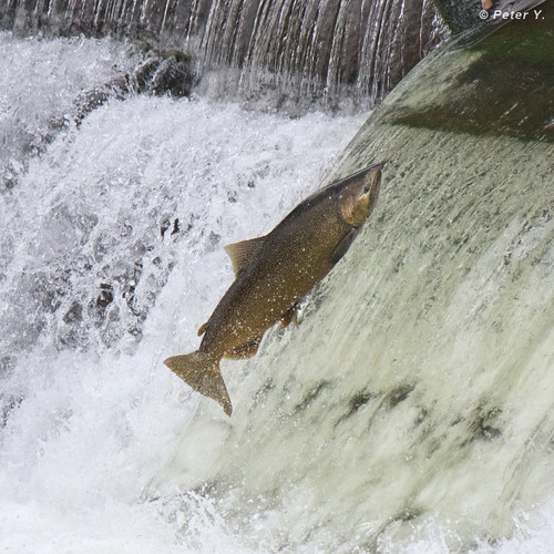 Salmon Jump In Toronto Peter Y Flickr