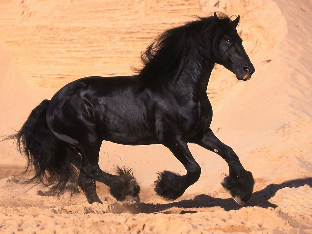 Beautiful Black Horse Wallpaper Beautiful Black Horse Wall… Flickr