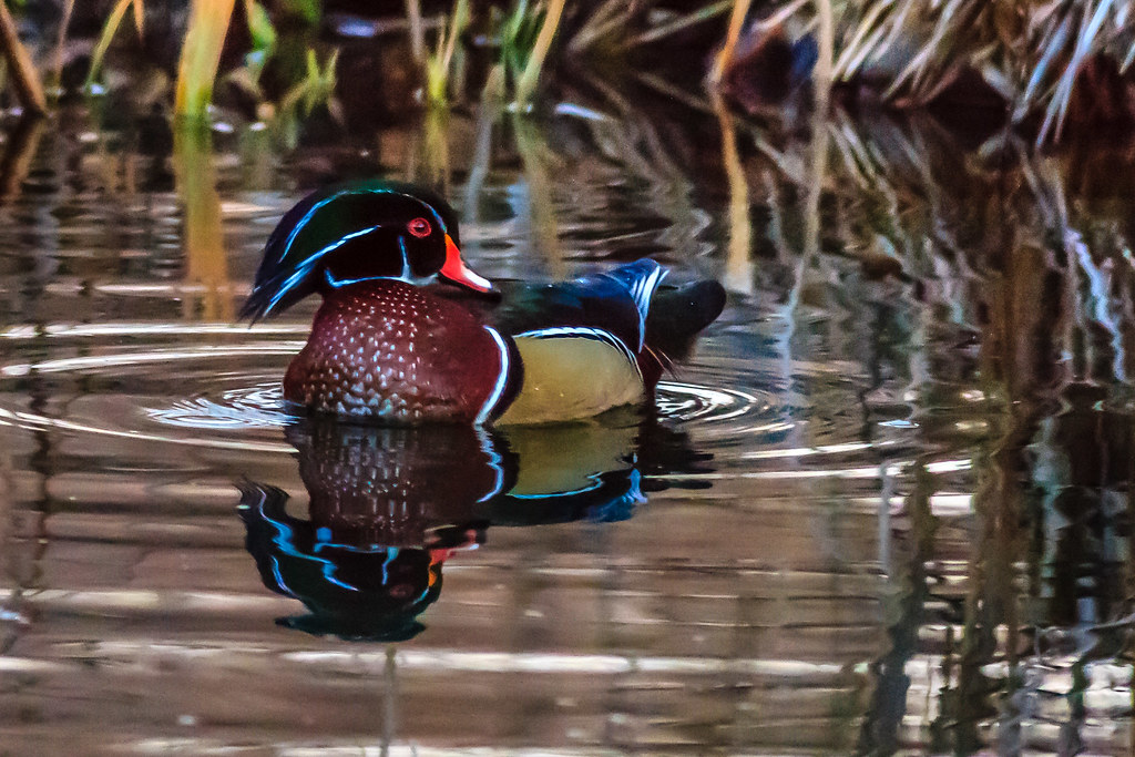 wood ducks201315 male wood duck on local pond, Boise ,Id… Ken