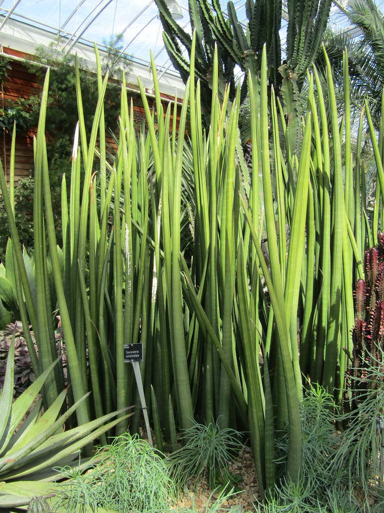 Rare Snake Plants Naturallist