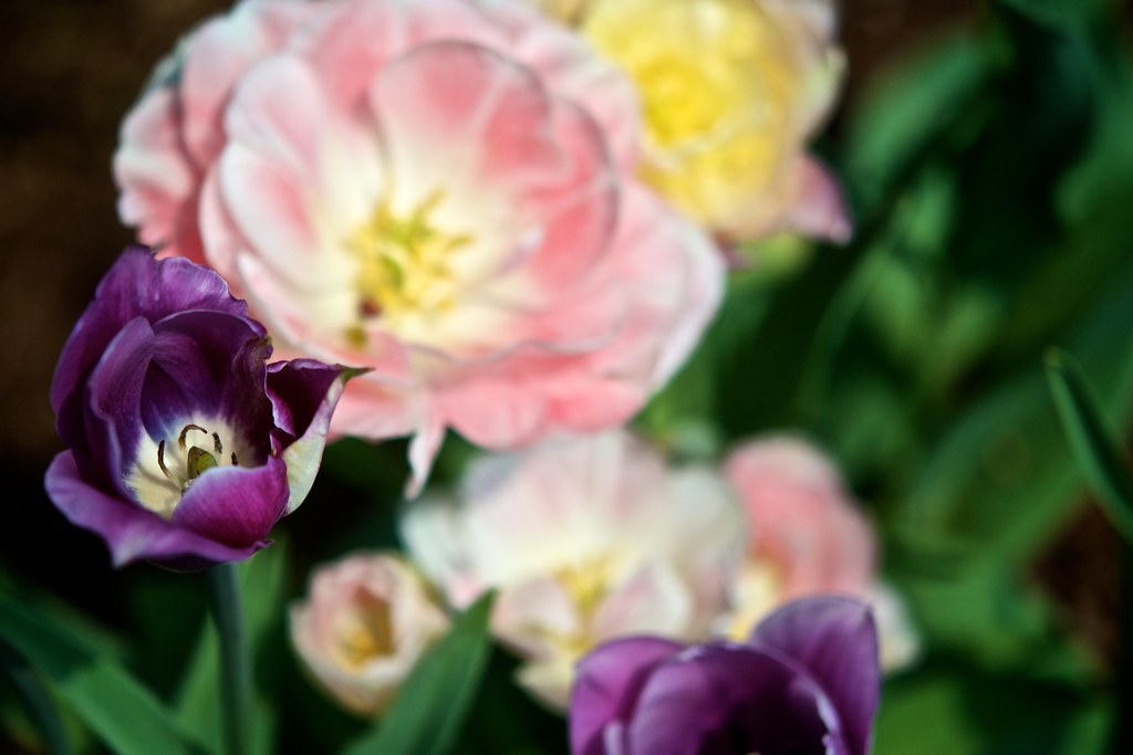 Tulips Yes, it's another flower macro! bark Flickr