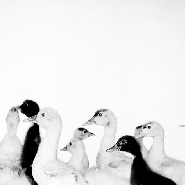 upload Fenelon Neto Flickr