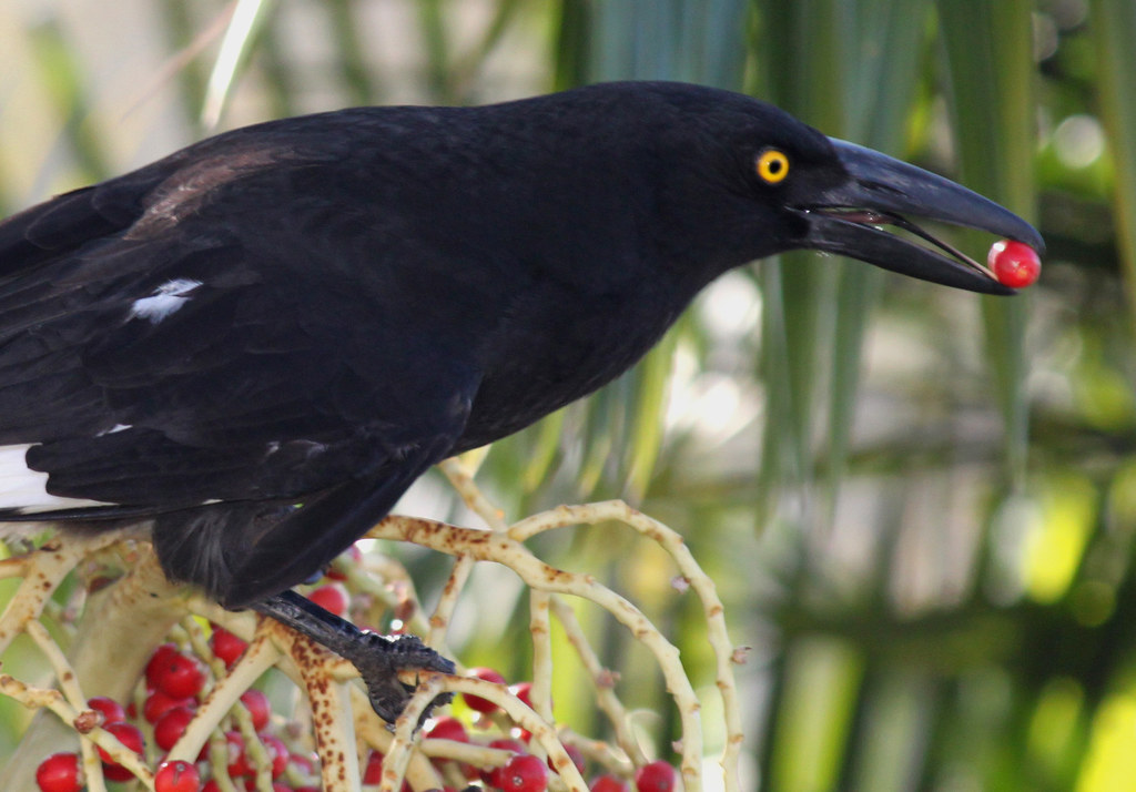 Currawong 006 A Currawong feeding on a berry from a Foxtai… Flickr