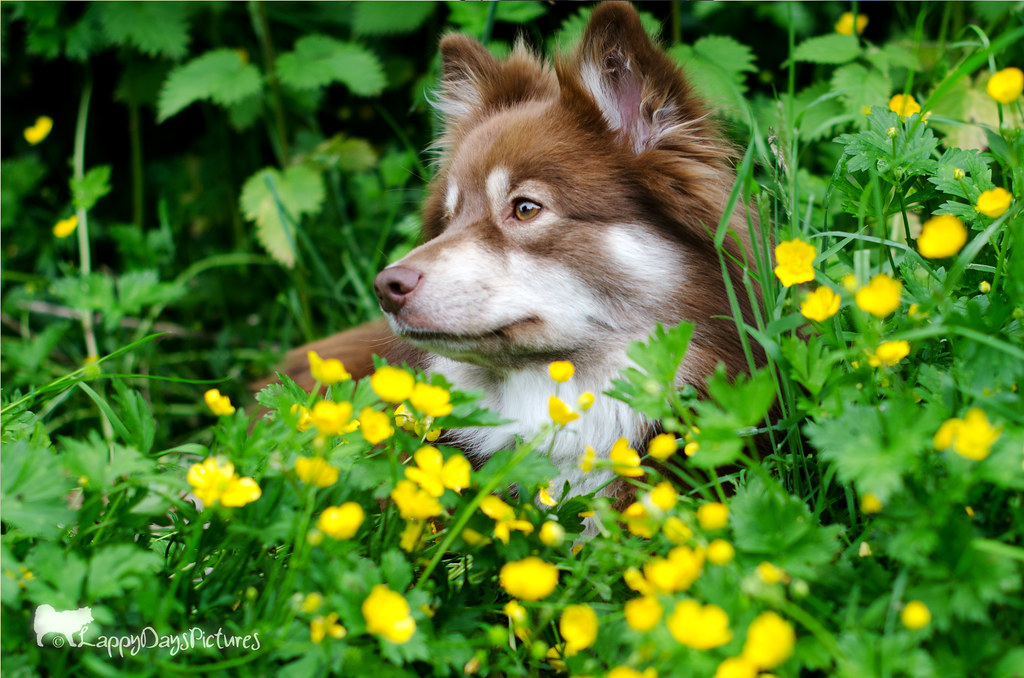 buttercups 34/52 Week 34 in 52 Weeks for Dogs A simple por… Flickr