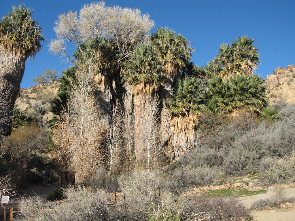 Cottonwood Spring NPS/Robb Hannawacker Joshua Tree National Park