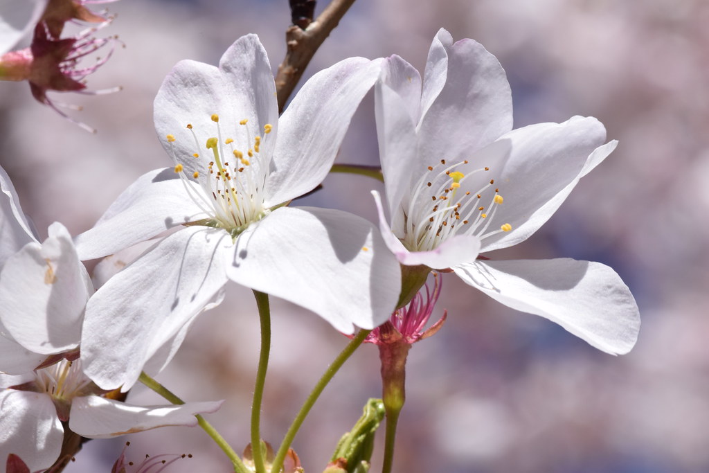White Blooms Tree in bloom, Haywood County, North Carolina… Warren
