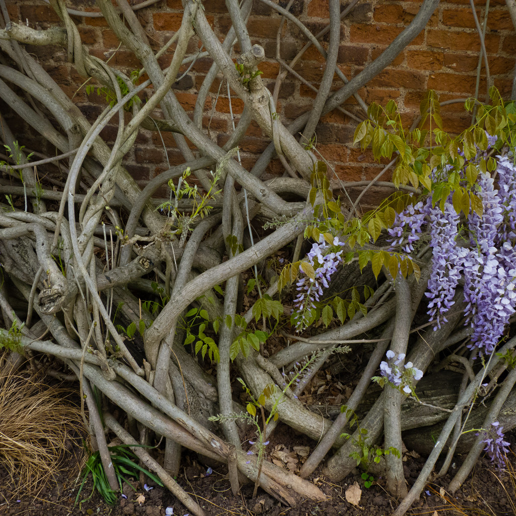 Tangled wisteria stems, Pen and Parchment, Stratford Flickr
