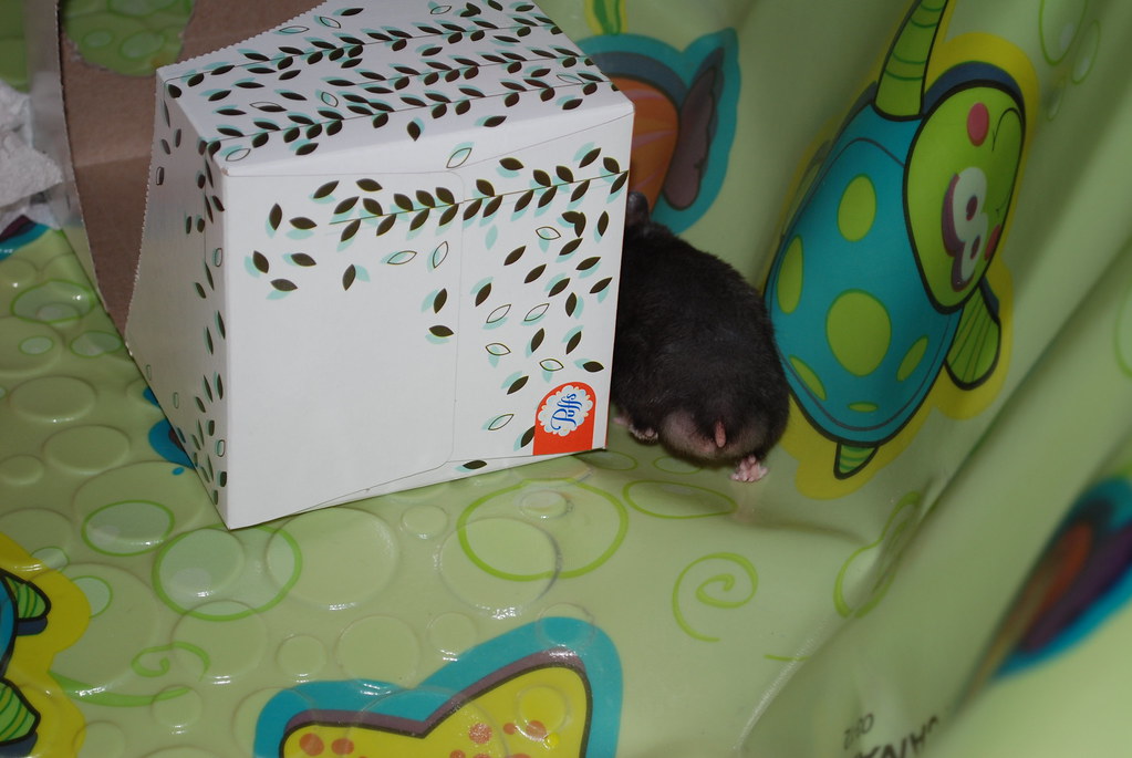 Tiny hiney Now whose little behind is this? Definitely not… Flickr