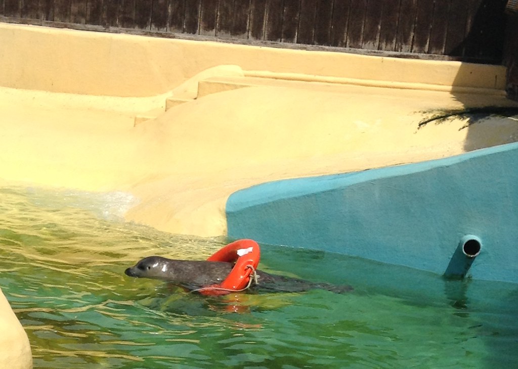 Sealife Centre, Hunstanton Touring with Towergate Norfolk … Flickr