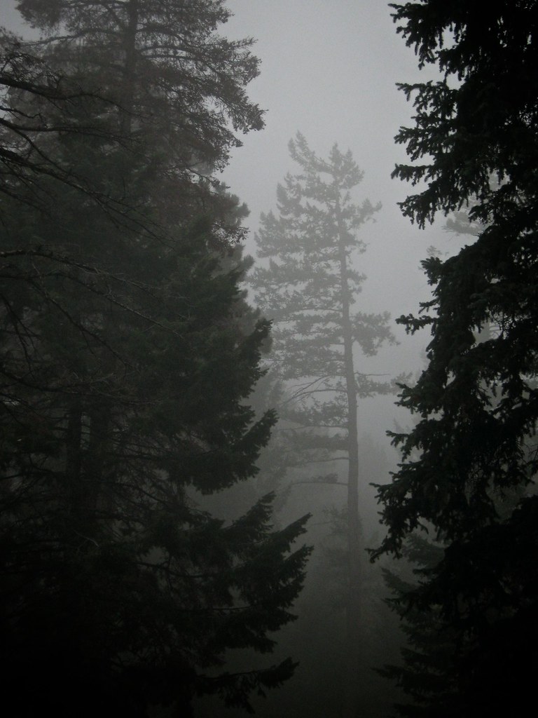 Morrison Forest (1)03 jakobnewman Flickr