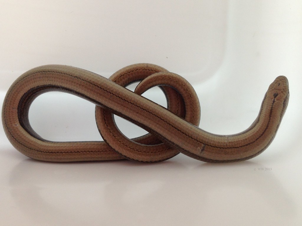 Slowworm Our cats keeping coming home with slow worms