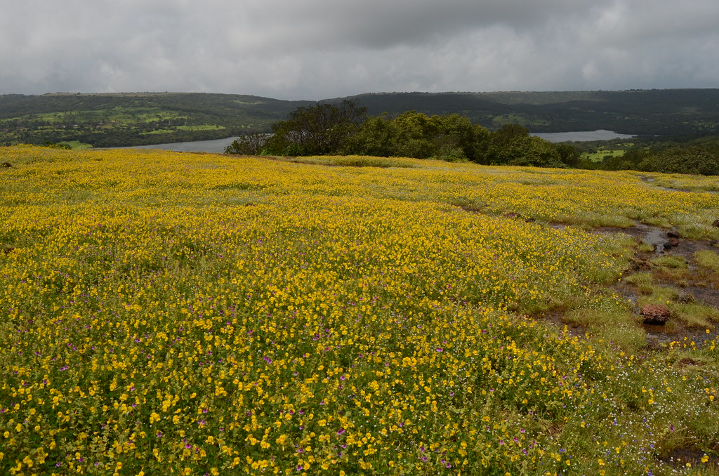 Kaas Plateau in Full Bloom Kaas Plateau